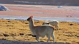 BOLIVIA 2 - Lama alla Laguna Colorada - 2